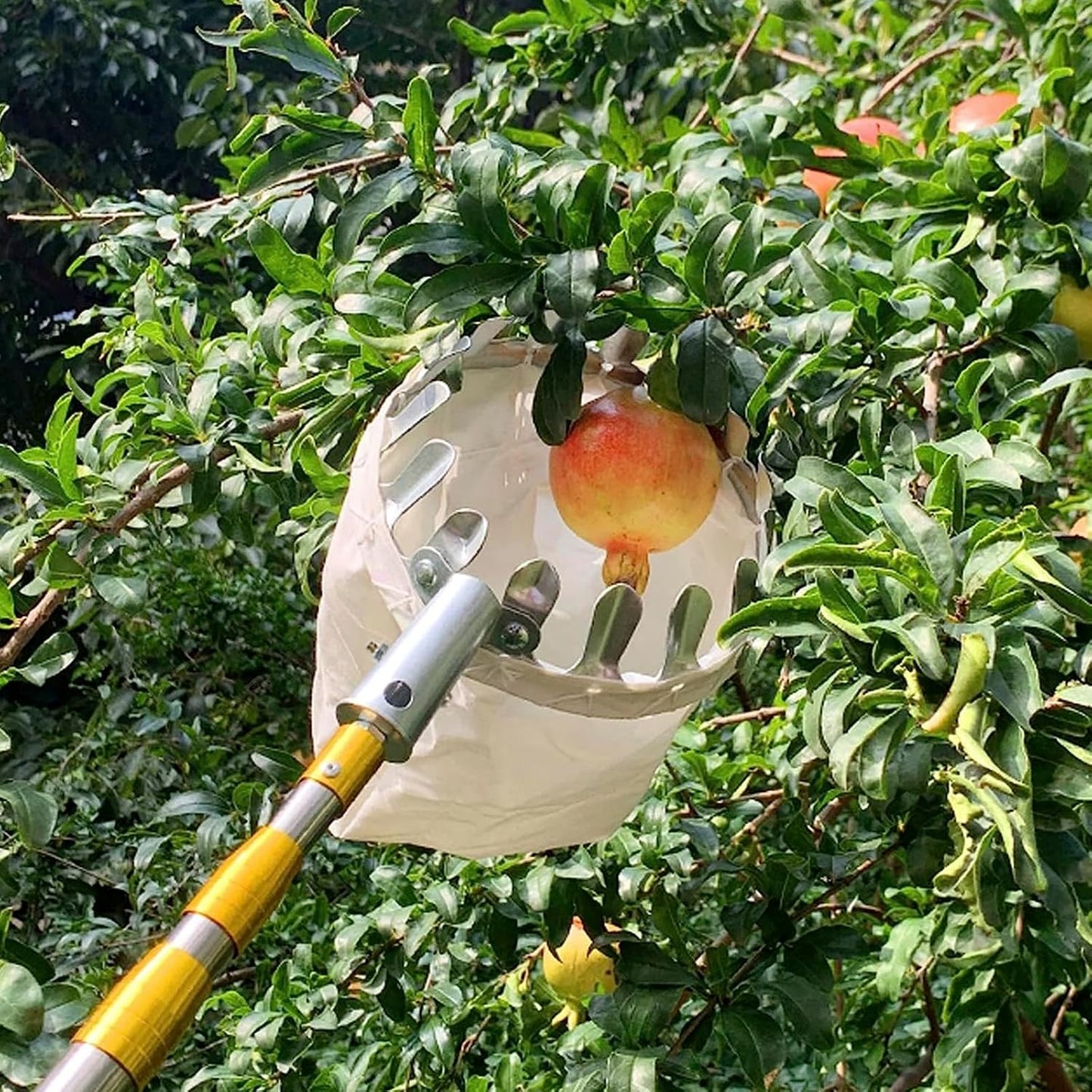 Smart Fruit Harvester with Long Handle